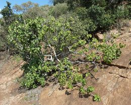 Ficus abutilifolia.jpg