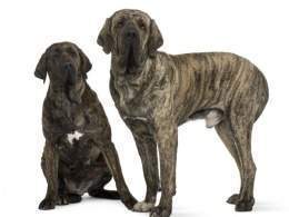 Fila brasileiro.jpg