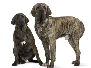 Fila brasileiro.jpg