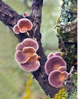 Lentinus strigosus.jpg