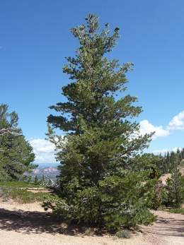 Pinus flexilis.jpg