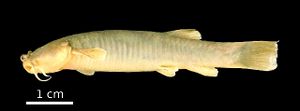 Trichomycterus tiraquae.JPG