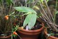 1024px-Epidendrum pseudoepidendrum GotBot 2015 003.jpg