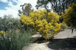 Acacia havilandiorum.jpg