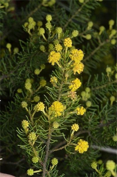 Archivo:Acacia leptalea 1.jpg