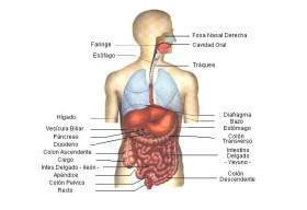 Resultado de imagen para sistema digestivo