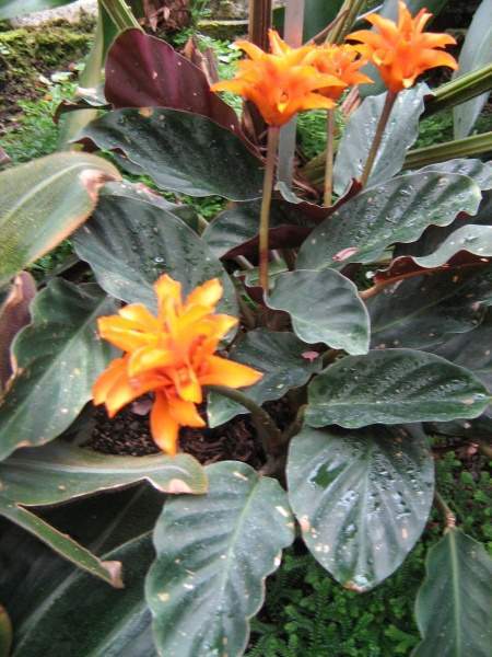 Archivo:Calathea-crocata.jpg