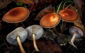 Collybia dryophila.jpg
