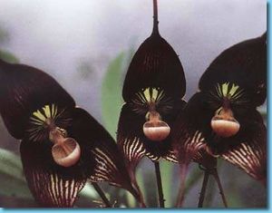 Orquídea Drácula - EcuRed