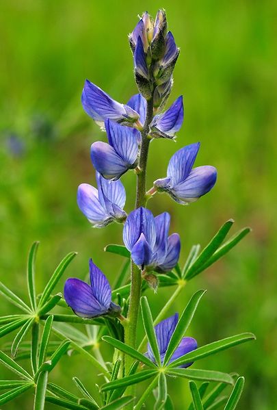 Archivo:Lupinus.jpg