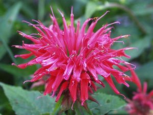 Monarda Didyma.jpg