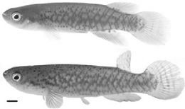 Rivulus giarettai.jpg