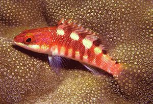 Serranus socorroensis.jpg