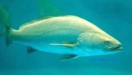 Totoaba.jpg