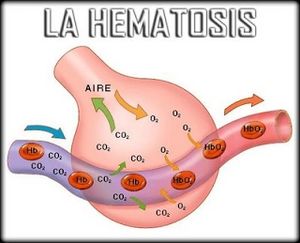 13 LA HEMATOSIS.jpg