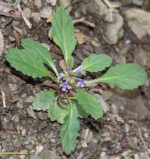 Ajuga makinoi.JPG