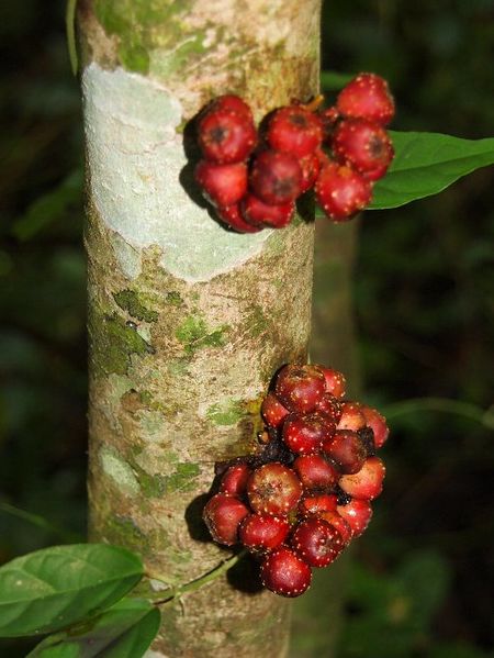 Archivo:Ficus scortechinii 1.jpg