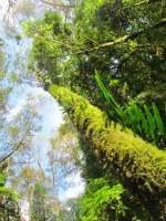 Gigantes-del-bosque.jpg