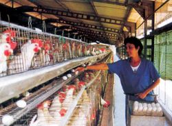 Granja avicultura.JPG