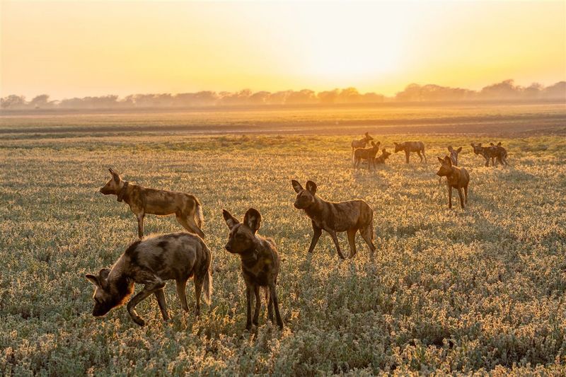 Archivo:HieParq.jpg