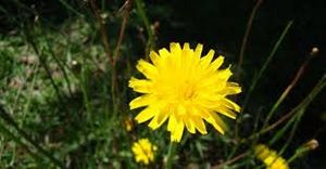 Hypochaeris apargioides.jpg