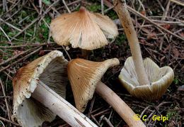 Inocybe rimosa.jpg