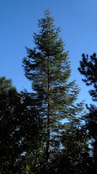 Archivo:Abies durangensis.jpg