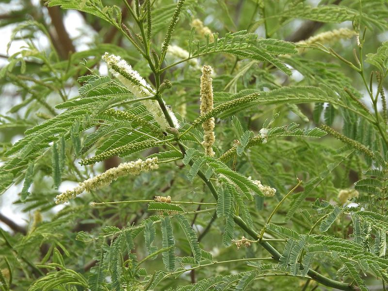 Archivo:Acacia chundra 1.jpg