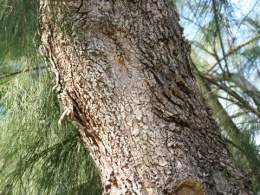 Casuarina stricta 1.jpg