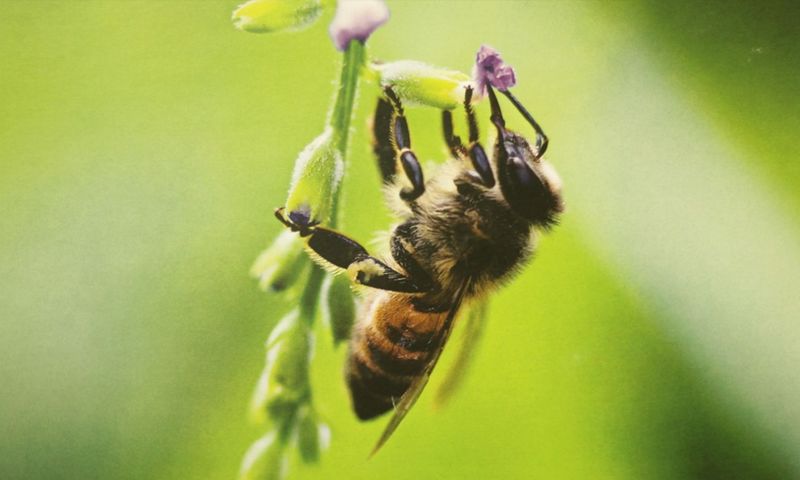 Archivo:Como Cacturar Abeja melipona.jpg