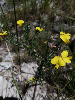 Crotalaria diosmifolia.jpeg
