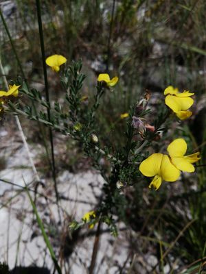 Crotalaria diosmifolia.jpeg