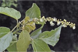 Croton laccifer.jpg