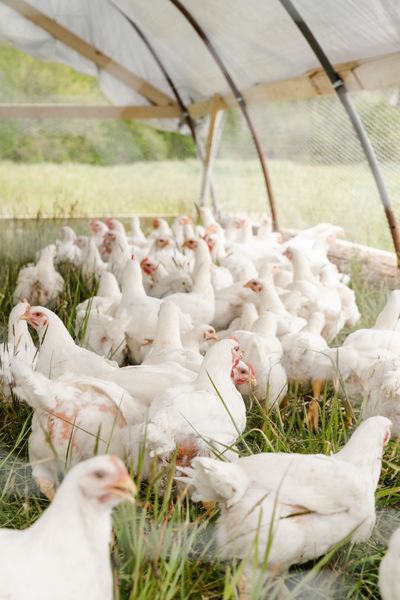Archivo:Gallinas Plymouth Rock blancas.jpg