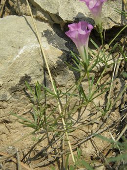 Ipomoea tenuiloba.JPG