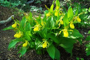 Orquideas-terrestres 2.jpg