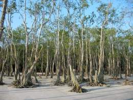 Sundarbans.jpg