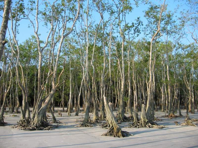 Archivo:Sundarbans.jpg