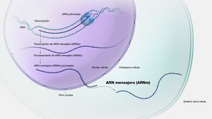 ARN-mensajero es 0.jpg