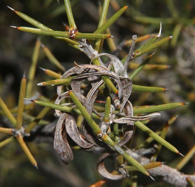 Archivo:Acacia colletioides 5.jpg