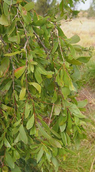 Archivo:Acacia excelsa 3.jpg