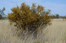 Acacia maitlandii.jpg