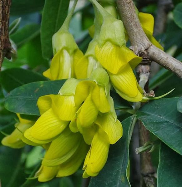 Archivo:Anagyris-latifolia.jpg