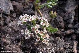 Caropsis verticillatinundata.jpg