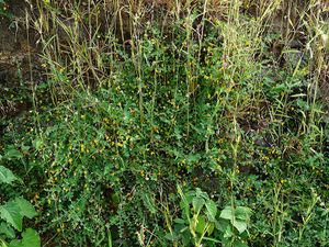 Crotalaria filipes.jpg
