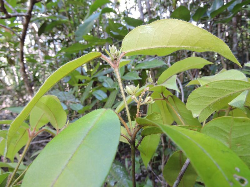 Archivo:Croton bracteatus.jpg