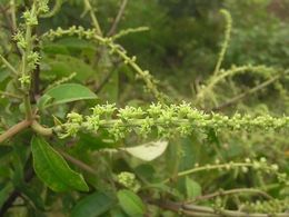 Croton delpyi.jpg