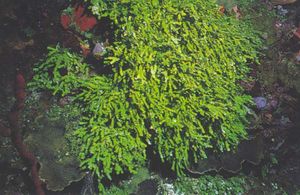 Halimeda copiosa.jpg