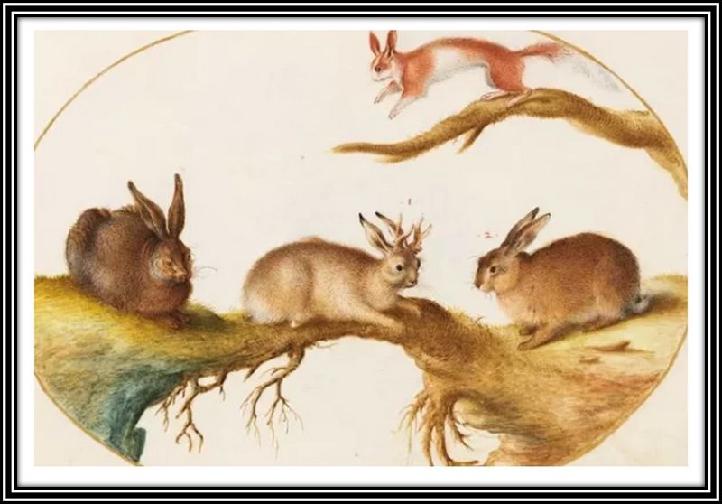 Archivo:Jackalope2.jpg