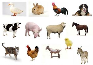 Lista-animales-domésticos.jpg